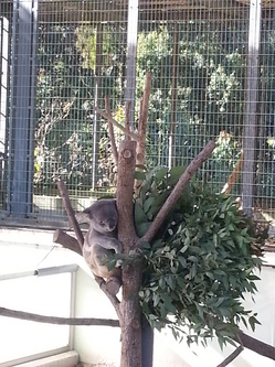 平川動物園にコアラ見に行ってきました！