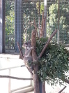 平川動物園にコアラ見に行ってきました！