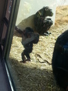 平川動物園の赤ちゃんチンパンジー