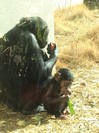 平川動物園の赤ちゃんチンパンジー